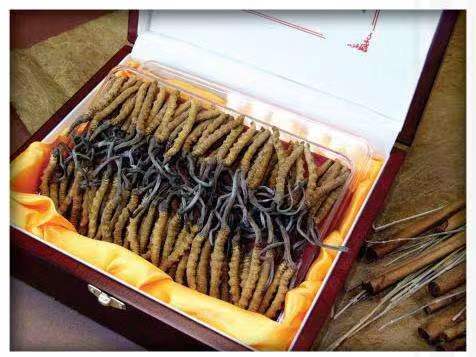 德宏冬虫夏草回收